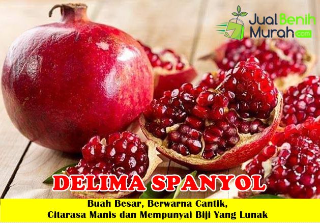 Bibit delima spanyol