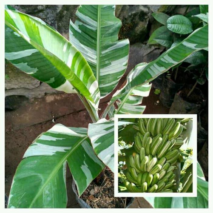 Pisang Variegata