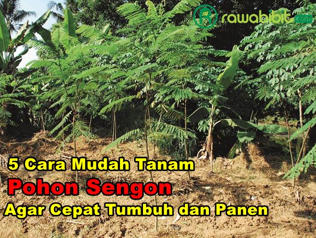Cara Tanam Sengon
