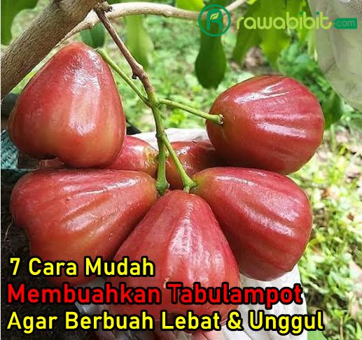 Cara membuahkan Tabulampot