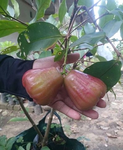 Cara membuahkan tabulampot 1