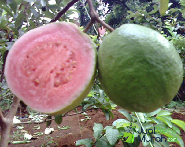 Jambu getas merah