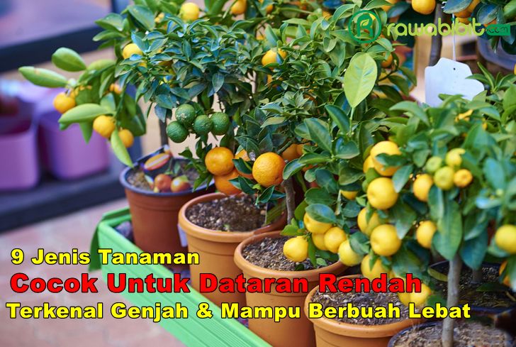 Jenis tanaman dataran rendah