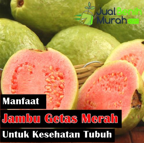 Manfaat Jambu Getas Merah