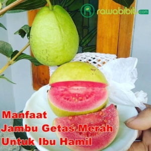 Manfaat Jambu getas Merah Untuk Ibu Hamil