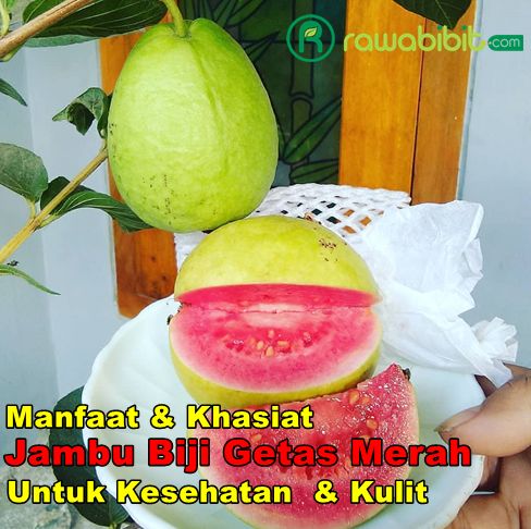 Manfaat Jambu getas merah untuk kesehatan kulit