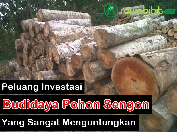 Peluang Investasi Sengon