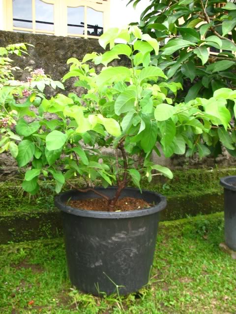 Srikaya Jumbo Tabulampot