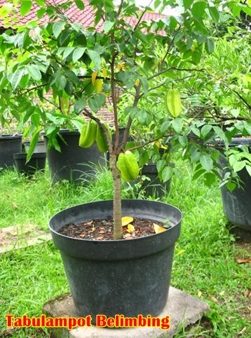 Tabulampot Belimbing