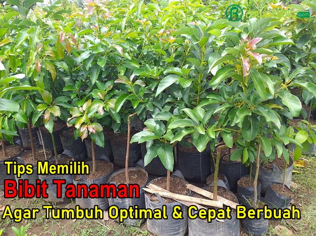 Tips memilih bibit unggul