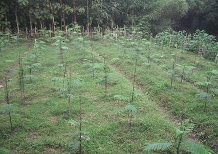 penanaman bibit sengon