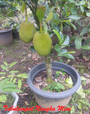 tabulampot nangka mini