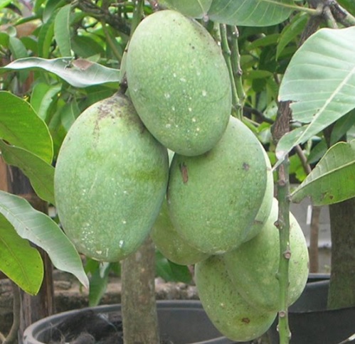 tanaman-mangga