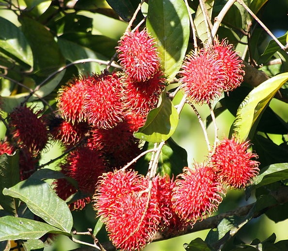 tanaman-rambutan